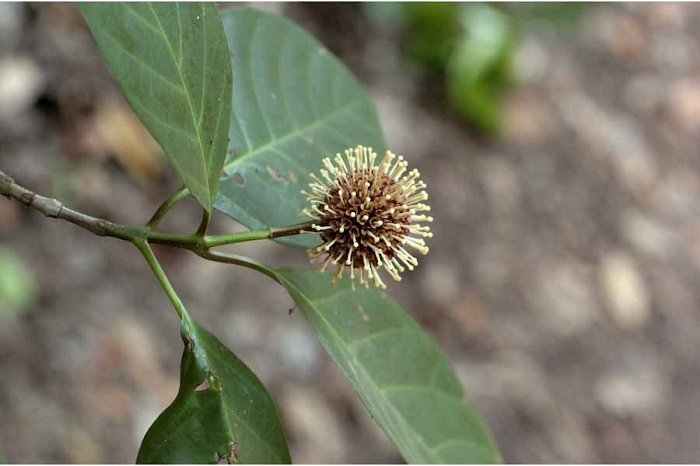 Neonauclea purpurea